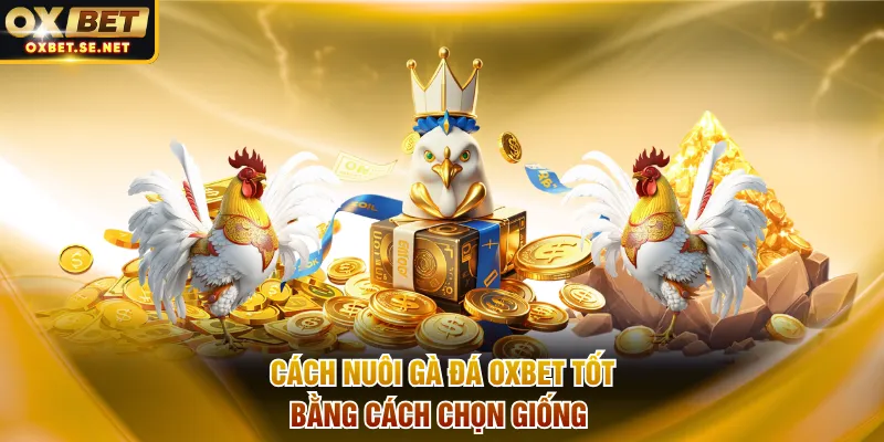 Cách nuôi gà đá OXBET tốt bằng cách chọn giống
